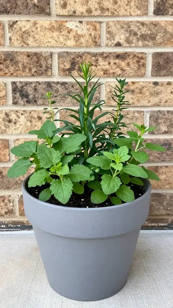 Shallow 10-inch planter with herbs against brick wall