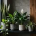 The Best Air-Purifying Plants for Low-Light Apartments You’Ll Love